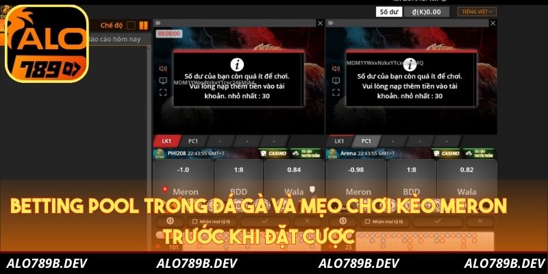 Betting Pool trong đá gà và mẹo chơi kèo meron trước khi đặt cược