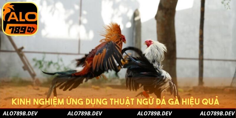 Kinh nghiệm ứng dụng thuật ngữ đá gà hiệu quả