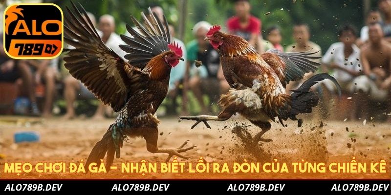 Mẹo chơi đá gà - Nhận biết lối ra đòn của từng chiến kê