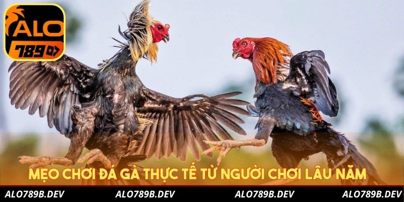 Mẹo chơi đá gà thực tế từ người chơi lâu năm