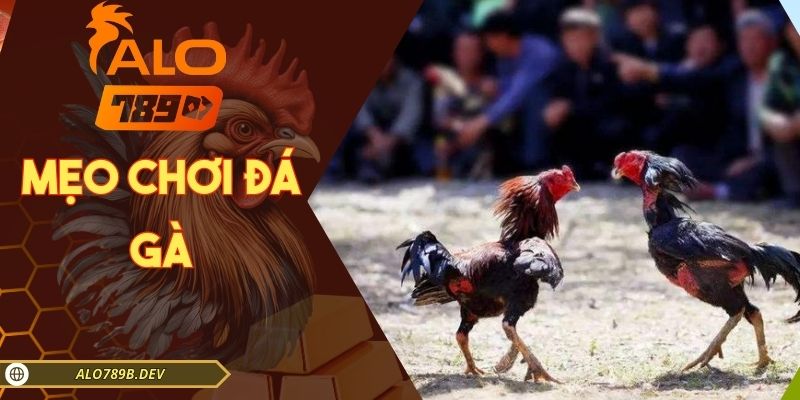 Mẹo chơi đá gà