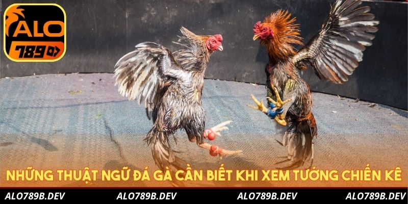 Những thuật ngữ đá gà cần biết khi xem tướng chiến kê