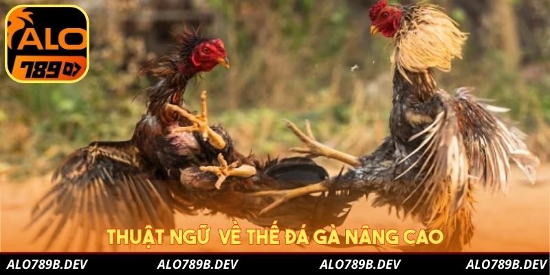 Thuật ngữ về thế đá gà nâng cao