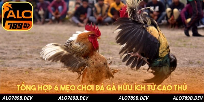 Tổng hợp 6 mẹo chơi đá gà hữu ích từ cao thủ